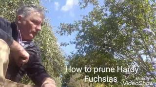 How to prune Hardy Fuchsias [upl. by Ihcas356]