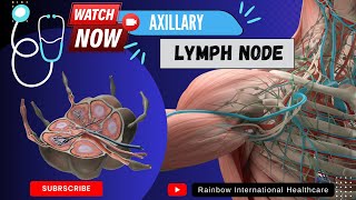 Axillary Lymph node  Drainage  Levels  Classification amp Function [upl. by Nosyla]