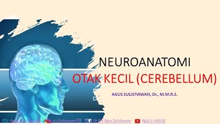 Kuliah Neuroanatomi Otak KecilCerebellum [upl. by Sal]