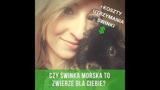 Czy świnka morska to zwierzę dla CiebieWady i zalety świnki morskiej  koszty utrzymania [upl. by Ludly292]