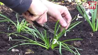 How to Plant Snowdrops and Other Bulbs in the Green with Thompson amp Morgan [upl. by Deloria]