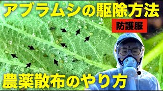 【農薬散布】アブラムシの駆除方法と農薬散布のやり方【ハウスのいちご栽培で粘着くん】 [upl. by Siulegroj]