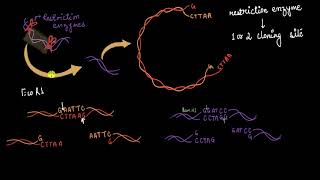 Multiple cloning sites amp restriction enzymes  Biotechnology  Biology  Khan Academy [upl. by Rebah]