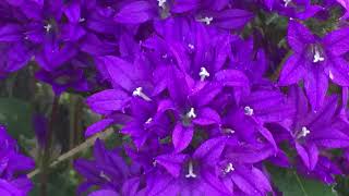 Campanula quotSuperba” Clustered Bellflower  In Bloom  July 7 [upl. by Garret]