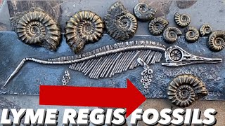 Professional Fossil Hunter’s Luck At Lyme Regis [upl. by Odnam37]