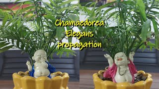 Chamaedorea Elegance  parlour palm  Table palm propagation [upl. by Jaine]