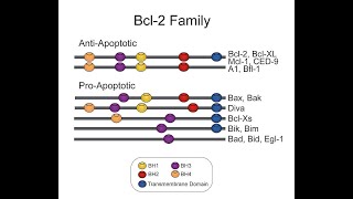 Apoptosis Intrinsic Pathway Part 1 Apoptosis and intrinsic pathway of apoptosis [upl. by Appleton]