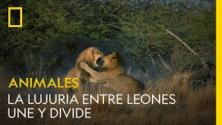 La lujuria une y divide estos leones hermanos pelean por amor  NATIONAL GEOGRAPHIC ESPAÑA [upl. by Ahsenwahs560]