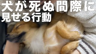 犬が死の直前に見せる行動 [upl. by Lessig]