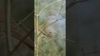 Amazing Shrike Facts 5 Fascinating Things About Shrikes You Wont Believe  Fauna Fax Shorts [upl. by Suoirtemed]