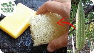 How to Make Loofah Sponge at Home [upl. by Inattyrb]