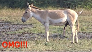 OMG Wild donkey quotnaturequot  Asino selvatico quotnaturequot [upl. by Blythe702]