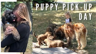 Leonberger Puppy  Picking up Puppy from Breeder [upl. by Blayne]