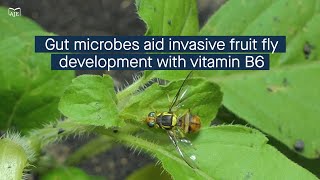 Gut microbes augment invasive fruit fly development through vitamin B6 synthesis [upl. by Elyod182]