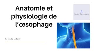 Anatomie et physiologie de l’œsophage [upl. by Namyl]