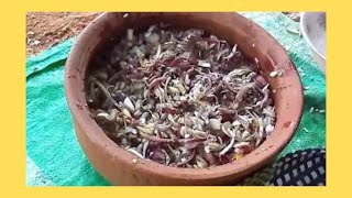 How To Cook Kesel Muwa CurryKesel Muwa Recipe Sri Lanka [upl. by Yahska]