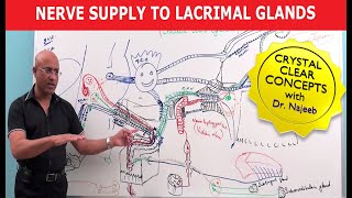 Nerve supply to Lacrimal Glands  Neuroanatomy [upl. by Nananne902]