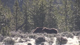 Minute Out In It A Bear Spray Story [upl. by Nonnel]