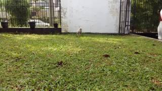 Cute barn owl running towards me when I called her [upl. by Rhyner]