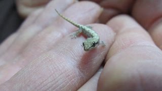 A Quick Guide To Mourning Geckos Lepidodactylus lugubris [upl. by Cyprio]