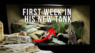 Leopard Gecko Moves In To 80 Gallon Bioactive Tank  FIRST WEEK [upl. by Nya]