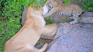 Leopard Mom Sacrifices Herself To Protect Her Cubs [upl. by Staw]