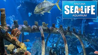 Sea Life Arizona Aquarium Tour amp Review with The Legend [upl. by Bowles939]