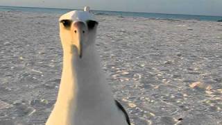 Laysan Albatross wants to dance at Midway Atoll Beach [upl. by Hewe]