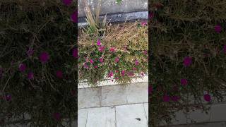 Portulaca flower blooming viralvideo gardening garden [upl. by Aenehs]