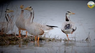 Barheaded goose [upl. by Markiv]