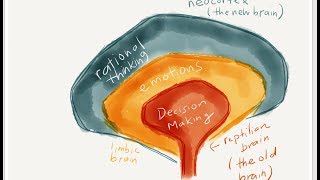 The quotTriunequot Brain On Human Evolution amp The 3 Stages of Cognitive Function  Deep Motivation [upl. by Obnukotalo]