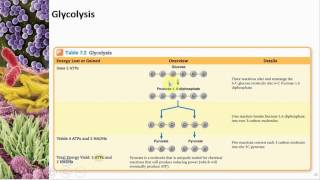 Chapter 07 Microbial Metabolism  Cowan  Dr Mark Jolley [upl. by Lianna]