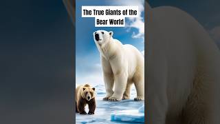 How strong is Polar Bear Compared to Other Bears animals wildlife bear shorts [upl. by Cirad76]