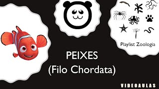 Filo Chordata Peixes [upl. by Buchalter]