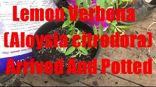 New Lemon Verbena Plant Aloysia Citrodora Arrived And Potted Up [upl. by Nerua]