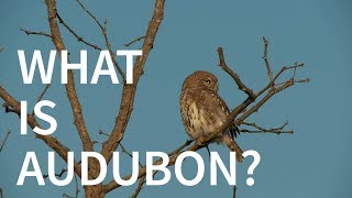 What is Audubon [upl. by Weisburgh]