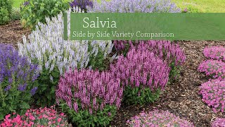 Salvia Variety Comparison  Walters Gardens [upl. by Sidnee10]