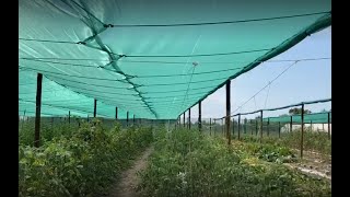 Filets dombrage  Protection météorologiques  Shade net  Weather protection [upl. by Illom230]