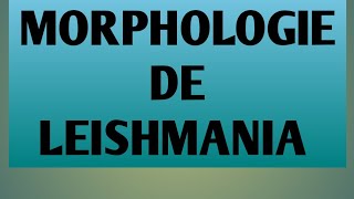 L3 parasitologie la morphologie de leishmania [upl. by Nnayelhsa]