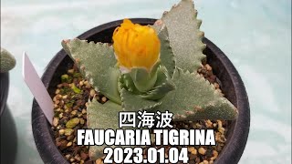 四海波 Faucaria tigrina 2023 01 04 [upl. by Bowman]