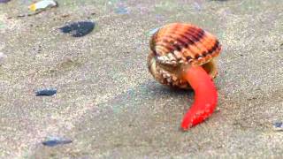 Adria  Seashell moving at the beach  Muschel bewegt sich am Strand [upl. by Chet55]