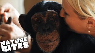 Raising Chimpanzees as Humans  Nature Bites [upl. by Landan431]