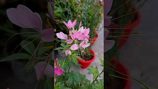 ना स्पाइडर प्लांट और ना ही स्पाइडर लिली बल्कि ये है असली spider flower  Cleome spinosa [upl. by Ramonda]