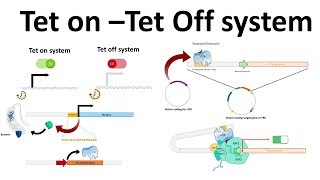 Tet on Tet off system [upl. by Ehud]