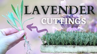 How to Propagate and Grow LAVENDER from CUTTINGS [upl. by Neelyaj]