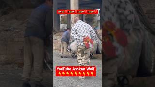 پسر مهربان افغانستانی در ایران youtube love afghan youtubeshorts shorts iran afg afghan [upl. by Herates380]