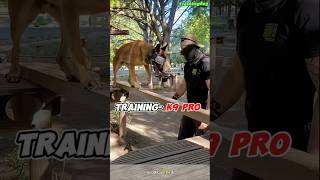 Pro Dogtraining 🔥k9 k9dog tactical DogTraining dogoftiktok k9dog dogtraining [upl. by Belinda219]