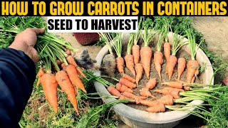 How To Grow Carrots At Home  SEED TO HARVEST [upl. by Berte]