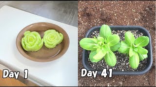 チンゲン菜の切れ端（根元）を植えると、またチンゲン菜が育ちますリボべジ【プランター】 How to regrow bok choy from store bought bok choy [upl. by Christopher993]