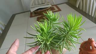 Succulent bush senecioSenecio BarbertonicusBeautiful evergreen shrub Grow n care tips🏜️🌵🏜️🌵 [upl. by Riannon393]